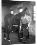 1930s elderly bearded blacksmith shoeing horse holding hoof between legs & hammer in other hand by Anonymous