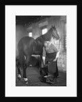 1930s elderly bearded blacksmith shoeing horse holding hoof between legs & hammer in other hand by Anonymous