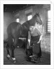 1930s elderly bearded blacksmith shoeing horse holding hoof between legs & hammer in other hand by Anonymous