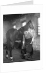 1930s elderly bearded blacksmith shoeing horse holding hoof between legs & hammer in other hand by Anonymous