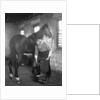1930s elderly bearded blacksmith shoeing horse holding hoof between legs & hammer in other hand by Anonymous