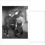 1930s elderly bearded blacksmith shoeing horse holding hoof between legs & hammer in other hand by Anonymous