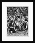 1950s boy & girl sitting in front of corn stalks watching father carve pumpkin by Anonymous
