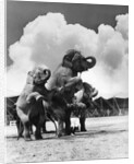 1930s circus trainer in front of 3 elephants elephas maximus indicus standing on hind legs by Anonymous
