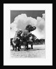 1930s circus trainer in front of 3 elephants elephas maximus indicus standing on hind legs by Anonymous