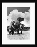 1930s circus trainer in front of 3 elephants elephas maximus indicus standing on hind legs by Anonymous