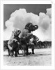 1930s circus trainer in front of 3 elephants elephas maximus indicus standing on hind legs by Anonymous