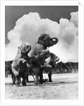 1930s circus trainer in front of 3 elephants elephas maximus indicus standing on hind legs by Anonymous