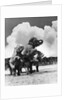 1930s circus trainer in front of 3 elephants elephas maximus indicus standing on hind legs by Anonymous