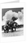 1930s circus trainer in front of 3 elephants elephas maximus indicus standing on hind legs by Anonymous
