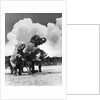 1930s circus trainer in front of 3 elephants elephas maximus indicus standing on hind legs by Anonymous