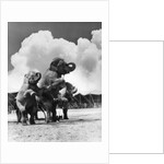 1930s circus trainer in front of 3 elephants elephas maximus indicus standing on hind legs by Anonymous
