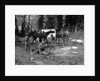 1920s group men women at rough campsite cooking fire horses campfire wilderness adventure cowboy tent canada assiniboine by Anonymous