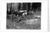 1920s group men women at rough campsite cooking fire horses campfire wilderness adventure cowboy tent canada assiniboine by Anonymous