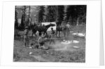 1920s group men women at rough campsite cooking fire horses campfire wilderness adventure cowboy tent canada assiniboine by Anonymous