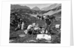 1920s 1930s three men cowboys at campsite preparing food horses in background alberta canada by Anonymous