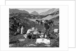 1920s 1930s three men cowboys at campsite preparing food horses in background alberta canada by Anonymous