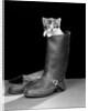 1950s puss in boots cute kitten climbing out of man's boot looking at camera by Anonymous