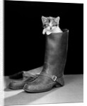 1950s puss in boots cute kitten climbing out of man's boot looking at camera by Anonymous