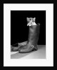 1950s puss in boots cute kitten climbing out of man's boot looking at camera by Anonymous