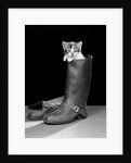 1950s puss in boots cute kitten climbing out of man's boot looking at camera by Anonymous