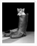 1950s puss in boots cute kitten climbing out of man's boot looking at camera by Anonymous