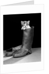 1950s puss in boots cute kitten climbing out of man's boot looking at camera by Anonymous