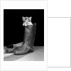 1950s puss in boots cute kitten climbing out of man's boot looking at camera by Anonymous