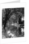1920s 1930s water in section of abandoned delaware canal reflecting trees lining its banks by Anonymous