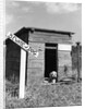 1950s cocker spaniel puppy in doghouse with beware of dog sign by Anonymous