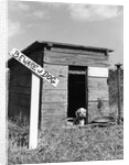 1950s cocker spaniel puppy in doghouse with beware of dog sign by Anonymous