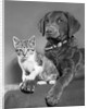 1950s portrait of lab mix dog lying down with kitten sitting on paw by Anonymous