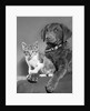 1950s portrait of lab mix dog lying down with kitten sitting on paw by Anonymous