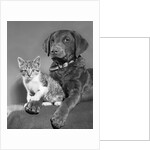 1950s portrait of lab mix dog lying down with kitten sitting on paw by Anonymous
