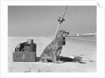 Cocker spaniel dog standing guard over two caught fish and fishing equipment by Anonymous