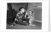 1950s boy in plaid shirt shaking finger at dog sitting up on rear legs by Anonymous