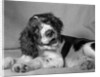 1950s springer spaniel lying down with head cocked & mouth open looking at camera by Anonymous