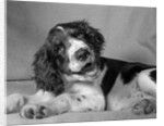 1950s springer spaniel lying down with head cocked & mouth open looking at camera by Anonymous