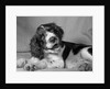 1950s springer spaniel lying down with head cocked & mouth open looking at camera by Anonymous