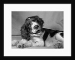 1950s springer spaniel lying down with head cocked & mouth open looking at camera by Anonymous