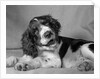 1950s springer spaniel lying down with head cocked & mouth open looking at camera by Anonymous