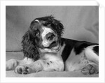1950s springer spaniel lying down with head cocked & mouth open looking at camera by Anonymous