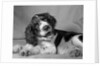 1950s springer spaniel lying down with head cocked & mouth open looking at camera by Anonymous