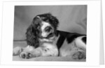1950s springer spaniel lying down with head cocked & mouth open looking at camera by Anonymous