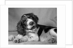 1950s springer spaniel lying down with head cocked & mouth open looking at camera by Anonymous