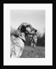1920s english setter holding retrieved bird in mouth by Anonymous