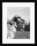 1920s english setter holding retrieved bird in mouth by Anonymous
