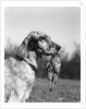 1920s english setter holding retrieved bird in mouth by Anonymous