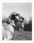 1920s english setter holding retrieved bird in mouth by Anonymous