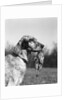 1920s english setter holding retrieved bird in mouth by Anonymous
